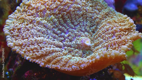 Sea anemone in the marine aquarium.