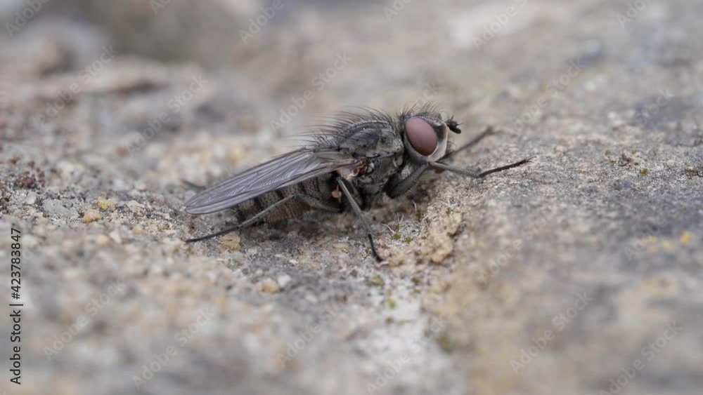 Close up Macro Horsefly Close up Macro Horsefly