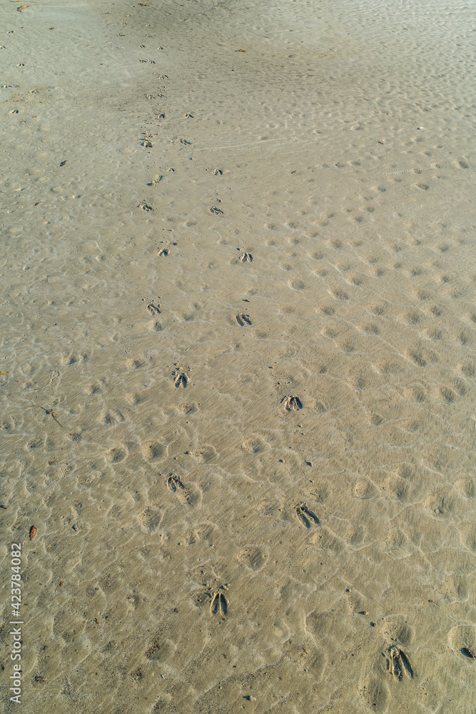 Deer tracks on the beach