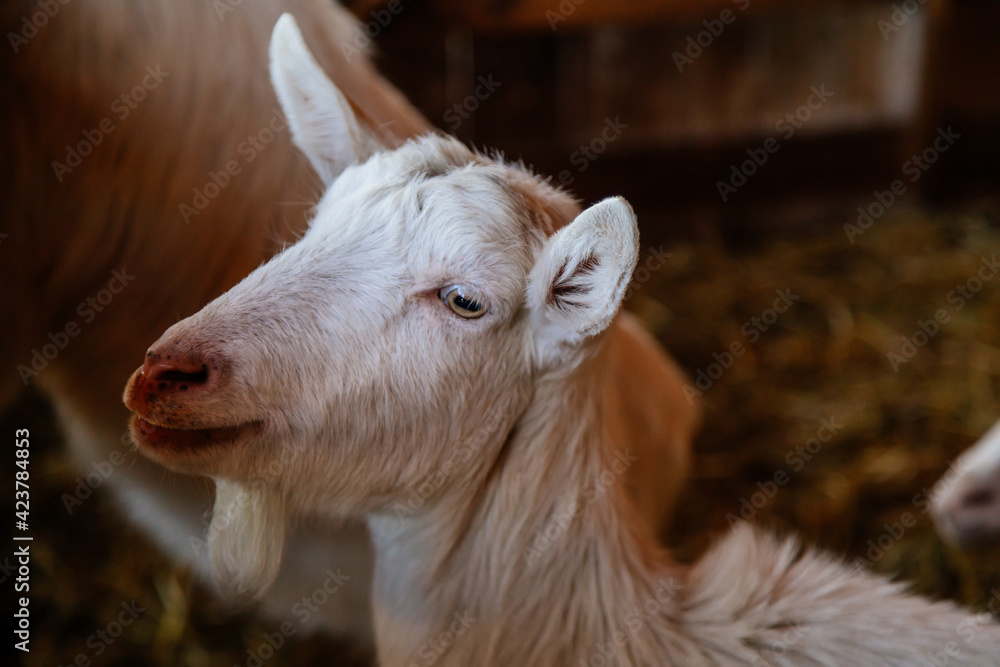Close up portrait of white hornless goat on straw at the farm, background of a wall of wooden logs, wooden shelter, old barn in village, light coat, big eyes, Inquisitive cute goat looking away Close up portrait of white hornless goat on straw at the farm, background of a wall of wooden logs, wooden shelter, old barn in village, light coat, big eyes, Inquisitive cute goat looking away