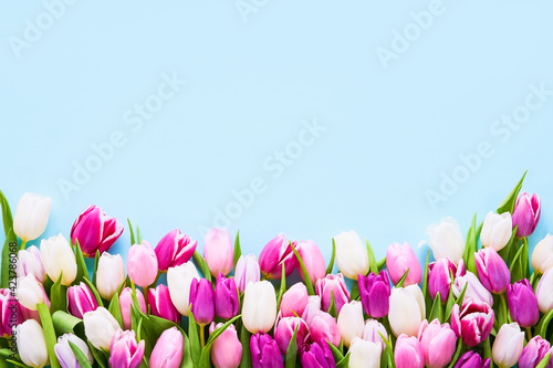 Border of pink and white tulips on a light blue background.
