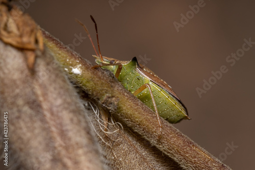 Green belly bug photo