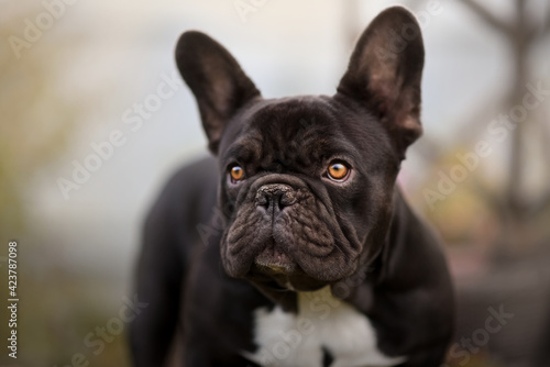 French Bulldog © Anastasiia