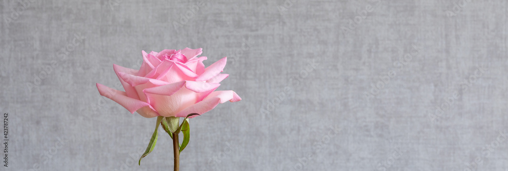 One pink rose flower on a gray wall background with a copy of the text space. One rose as a symbol of beauty, refinement or loneliness.