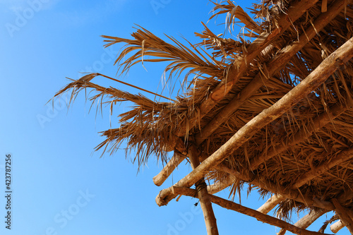 coconut palm tree on sky