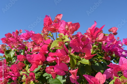 pink flowers in Egypt