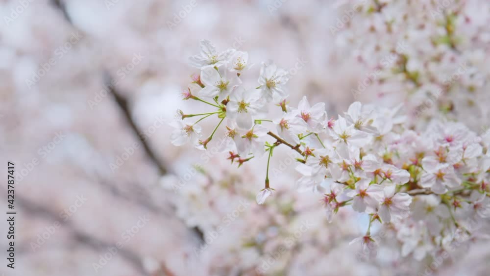 風に揺れる桜の花 2021 4K UHD スローモーション 風に揺れる桜の花 2021 4K UHD スローモーション