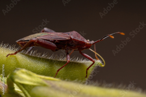 Adult Leaf-footed Bug photo