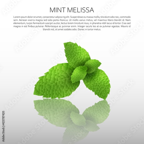 Culinary spices. Mint melissa. Abstract vector illustration of mint leaves on a light background with reflection. A blank for creativity.