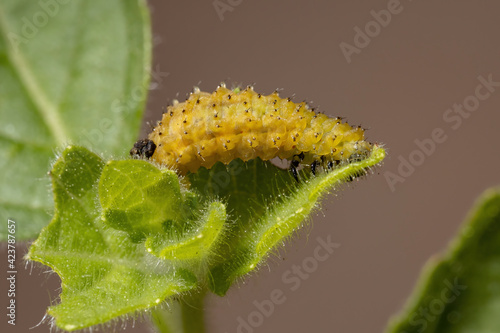 Flea Beetle Larvae photo