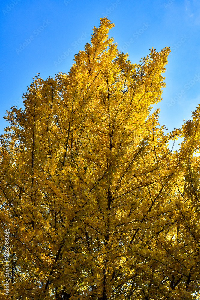 autumn leaves autumn leaves