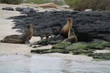 Sea Lions of the Galapagos Islands
