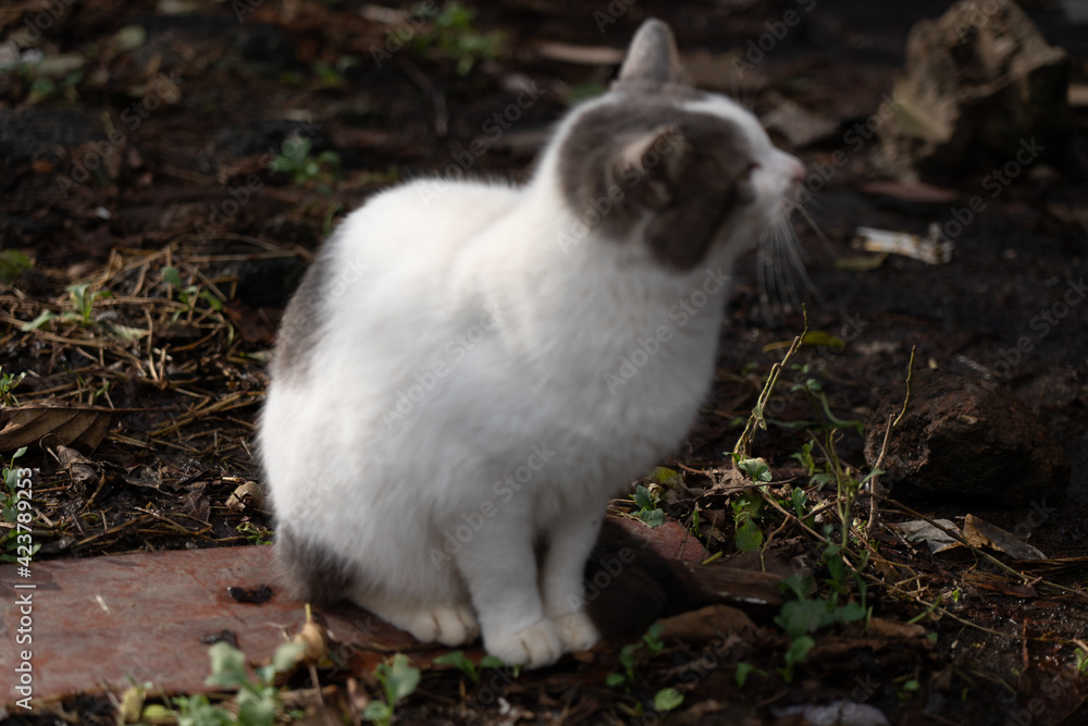 Gray and white cat sits on the ground Gray and white cat sits on the ground