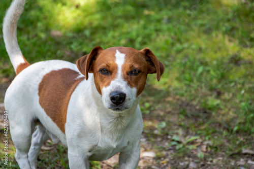 Direct eye contact of the camera and Jack Russell Terrier. Best friend. © ByAlice