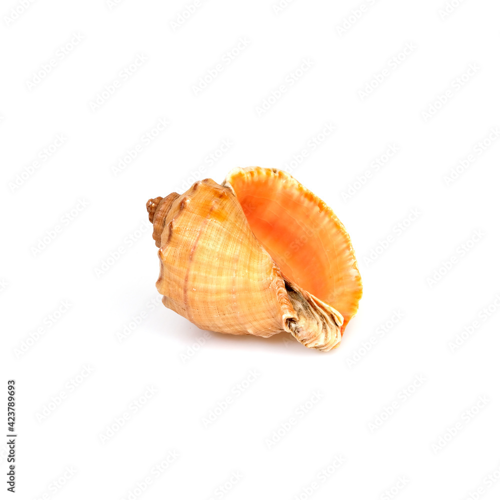 Natural sea shell isolated on a white background Natural sea shell isolated on a white background