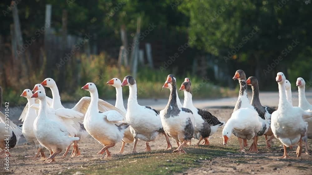 geese flap their wings, accelerate and take off geese flap their wings, accelerate and take off