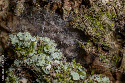 adult male jumping spider photo