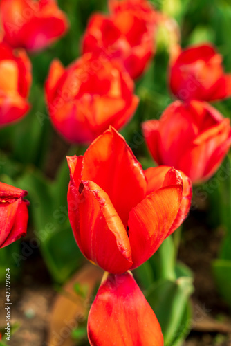 Red tulip flowers on the background of blurred red tulip flowers in spring..