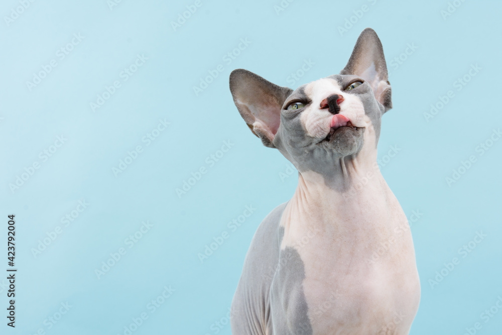 Funny portrait sphynx cat sticking tongue out. Isolated on blue colored background