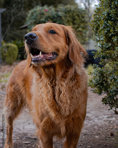 Obraz na płótnie Red Golden Retriever Dog