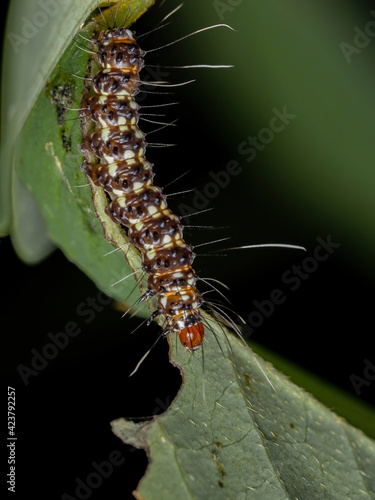 Ornate Bella Moth Caterpillar photo