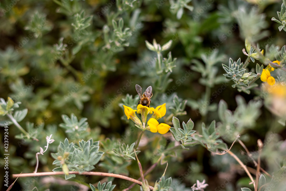 Plantas y flores con abeja recolectando polen