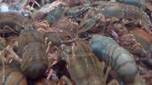 Live crayfish crawl in the aquarium in the shopping center. Trade in delicacies.