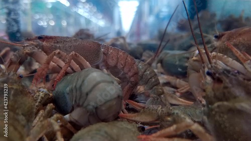 Live crayfish crawl in the aquarium in the shopping center. Trade in delicacies.