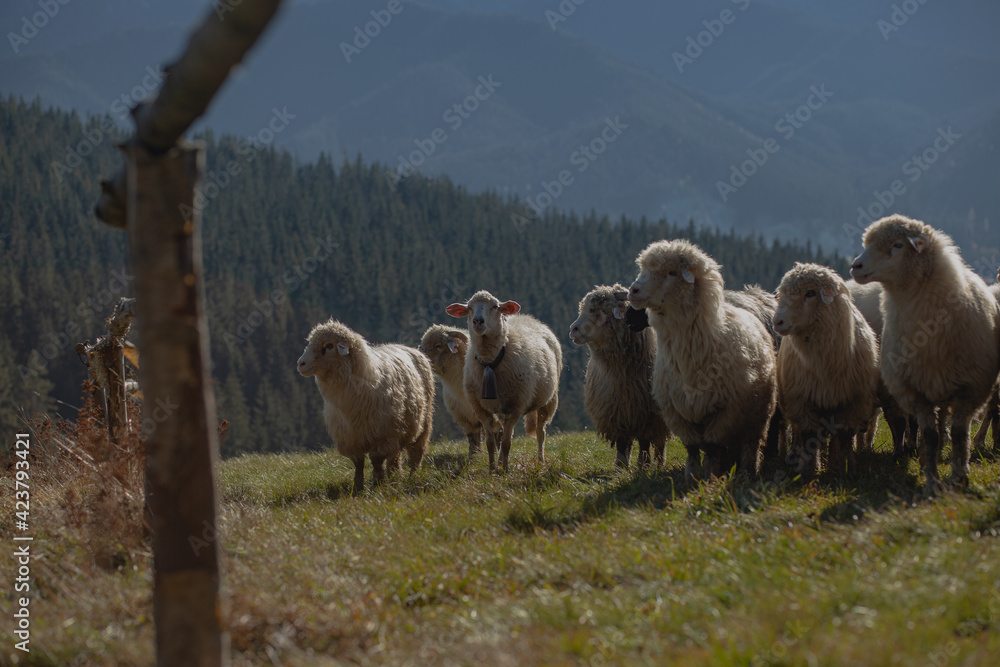 Fototapeta premium herd of sheep on a hillside