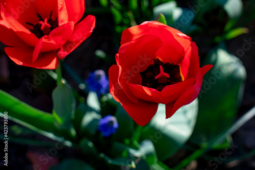 red tulip in the garden