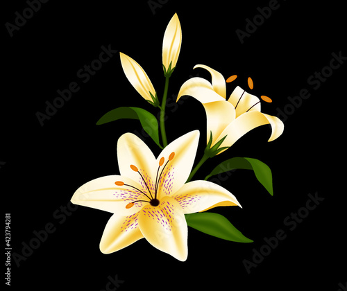 Hermosa flor lirio aislada en blanco
