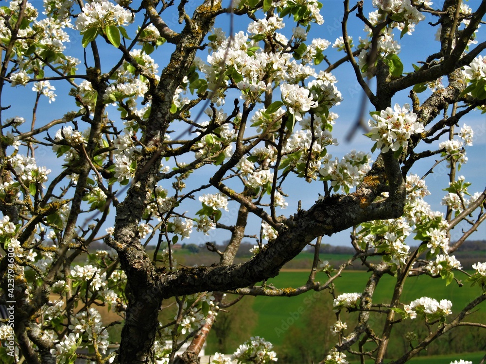 Fototapeta premium blooming tree