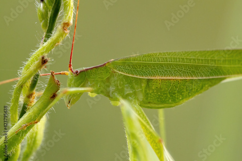 Adult Female haneropterine Katydid photo