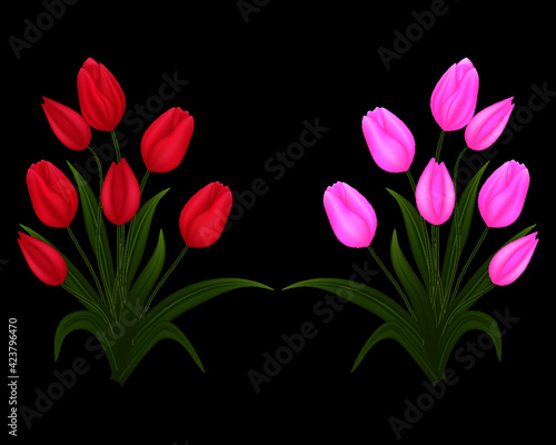 Tulipanes vectoriales realistas establecidos en fondo transparente.Ilustración vectorial.
