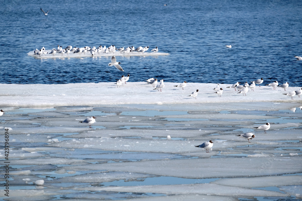Fototapeta premium Lot of wild seagulls sit on an ice floes floating in cold blue open water in bright sunny spring day horizontal view