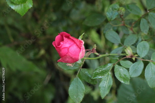 A pink rosebud blooms on a bush in the garden after a summer rain