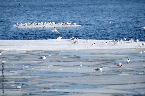 Lot of  wild seagulls sit on an ice floes floating in cold blue open water in bright sunny spring day horizontal view