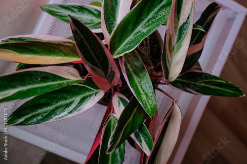 stromanthe tricolor in a pot on a white box