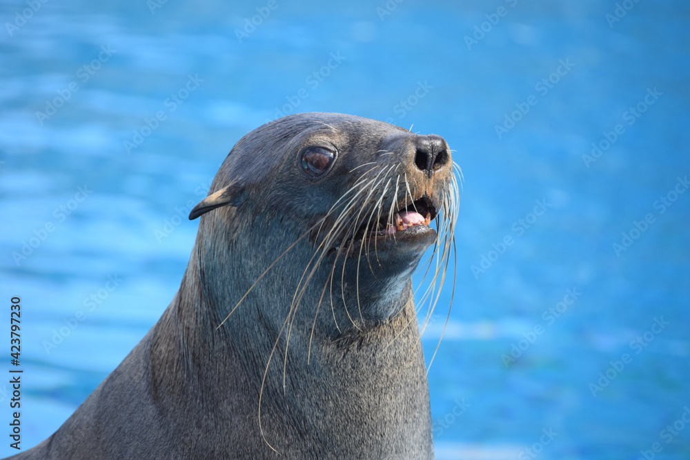 Fototapeta premium Leone marino