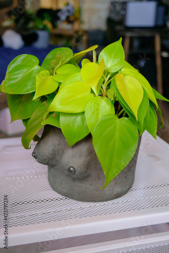 philodendron lemon lime potted with breast