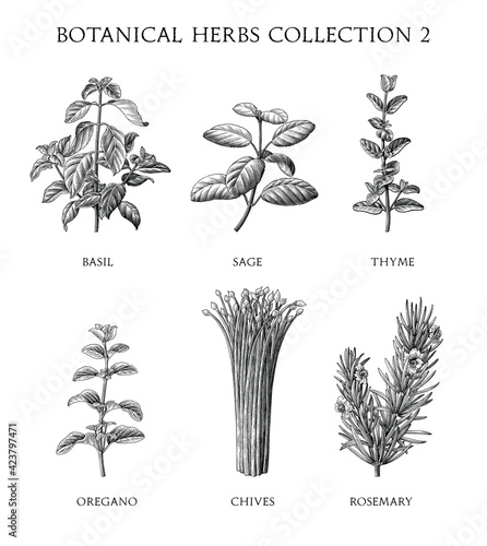 Botanical herbs collection hand draw engraving style black and white clip art isolated on white background