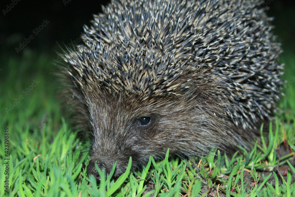 A wild common hedgehog creeps along the green grass at night in search of food. The hedgehog was caught in a camera trap. A beautiful hedgehog looks at the camera. A wild common hedgehog creeps along the green grass at night in search of food. The hedgehog was caught in a camera trap. A beautiful hedgehog looks at the camera.