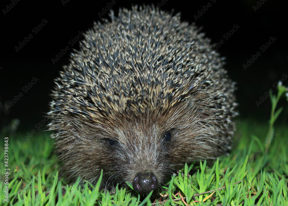 A wild common hedgehog creeps along the green grass at night in search of food. The hedgehog was caught in a camera trap. A beautiful hedgehog looks at the camera. A wild common hedgehog creeps along the green grass at night in search of food. The hedgehog was caught in a camera trap. A beautiful hedgehog looks at the camera.