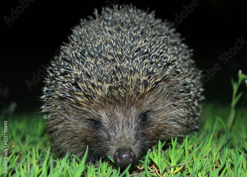 A wild common hedgehog creeps along the green grass at night in search of food. The hedgehog was caught in a camera trap. A beautiful hedgehog looks at the camera.