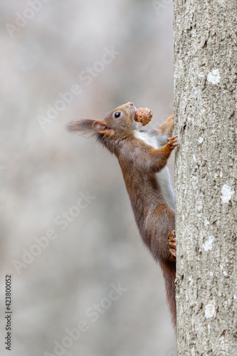 Squirrel with pinecone