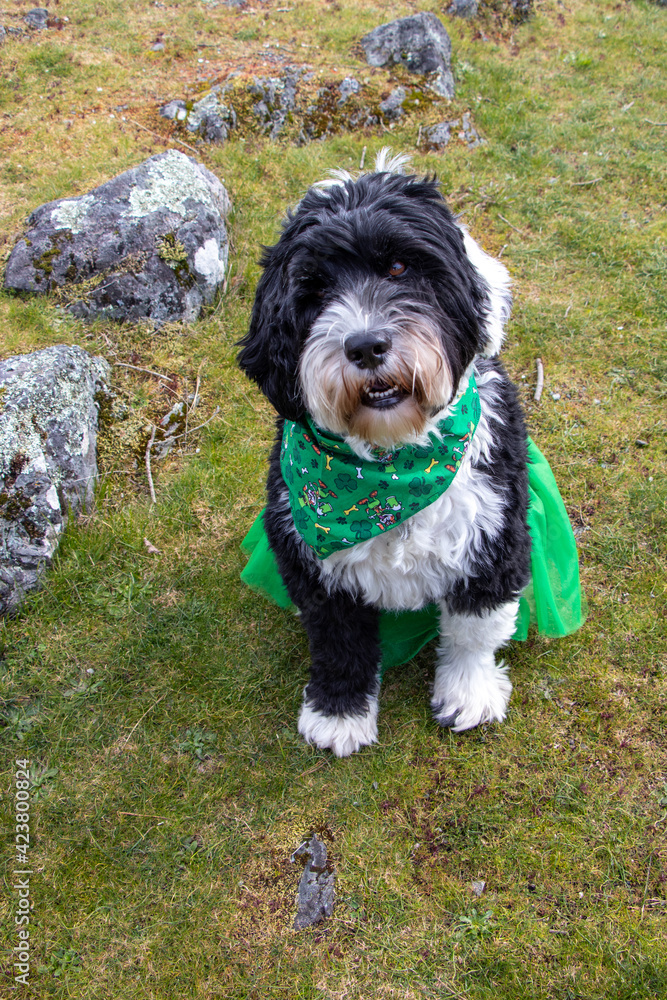 dog wearing green St Patrick's costume