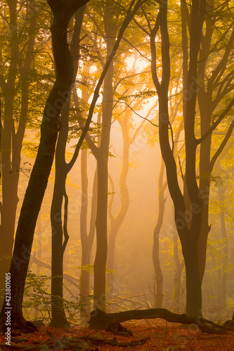 A warm morning sunrise between the dancing trees of a fog covered forest. photo