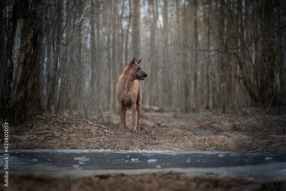 Thai Ridgeback Thai Ridgeback