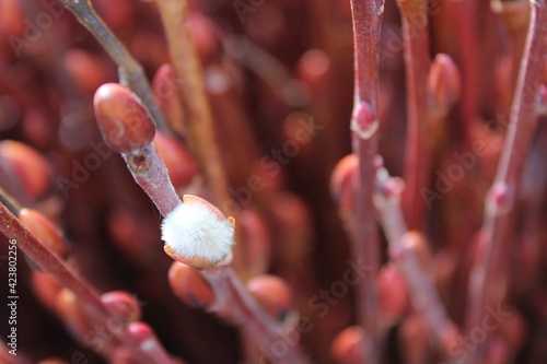 buds of a willow