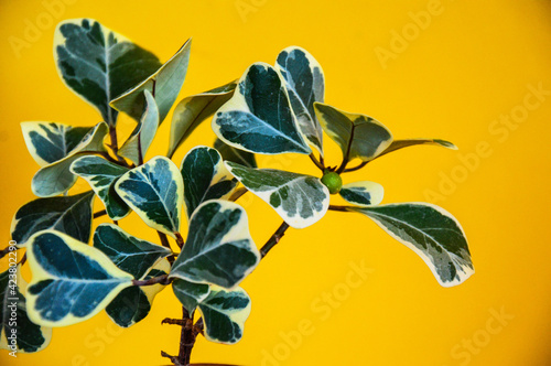 Variegate Ficus with triangular leaves on a yellow background. Ficus Triangularis photo